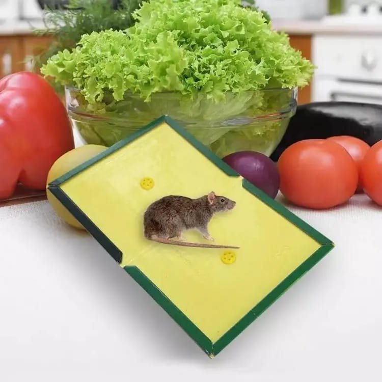 Strong Mouse Glue Trap